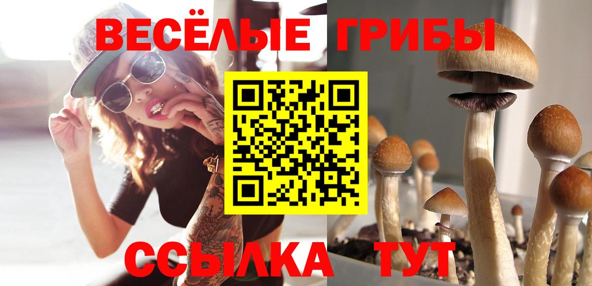 цена   Вход с VPN  Сорочинск  Псилоцибиновые грибы Psilocybe 